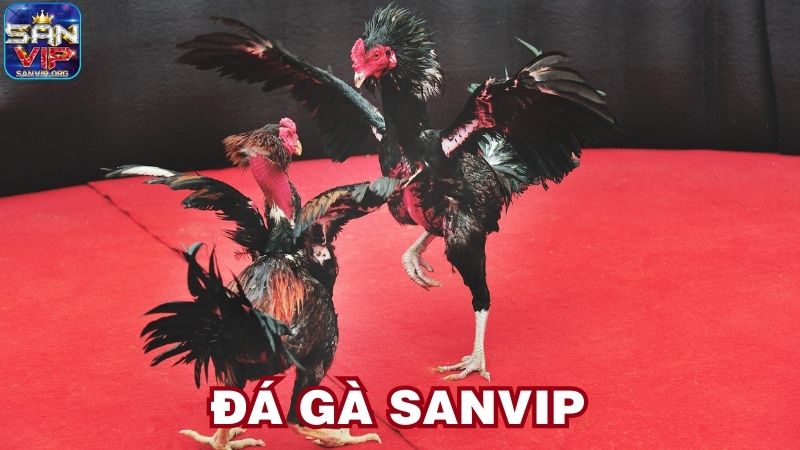 Giới thiệu tổng quan về đá gà Sanvip Giới thiệu tổng quan về đá gà Sanvip
