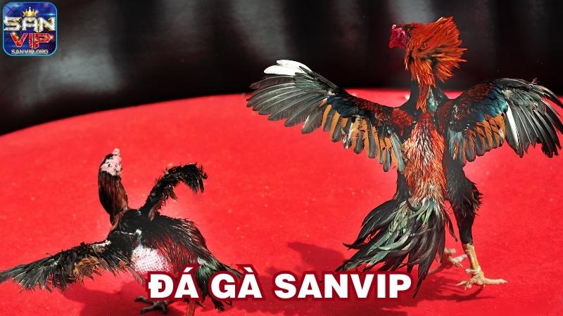 Những ưu điểm nổi bật khi tham gia đá gà Sanvip Những ưu điểm nổi bật khi tham gia đá gà Sanvip